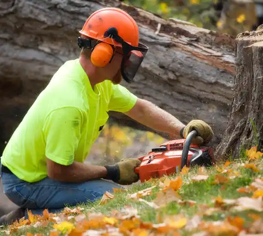 tree services Ovid